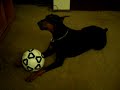 Crying Doberman