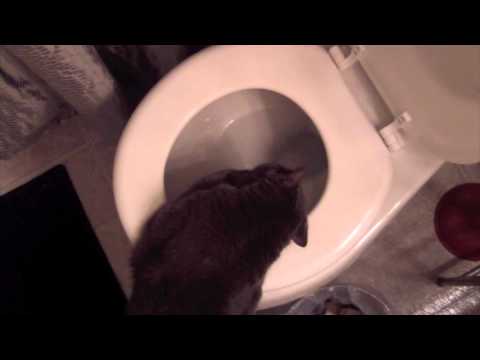 Fenton the Cat and His Drinking Problem