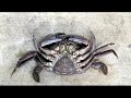 Anatomía externa de Liocarcinus puber hembra Anatomía externa de Liocarcinus puber hembra