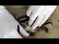 videos de Anatomía externa de Liocarcinus puber hembra