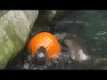 Otter Halloween
