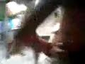 cebo-boy e musquito dan�ando