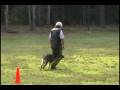 videos de Alpha K9 Schutzhund Club - Kimba Fan Dhe Nijhe & Frank Pinho