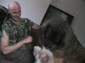 Hercules one of the worlds biggest dogs!!! Hercules one of the worlds biggest dogs!!!