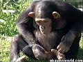 monkey-pee.html