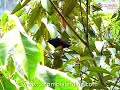 ENDEMIC Red-bellied Grackle - Hypopyrrhus pyrohypogaster (1) - www.colombiabirding.com