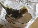 Piper the Cockatiel takes a bath Piper the Cockatiel takes a bath
