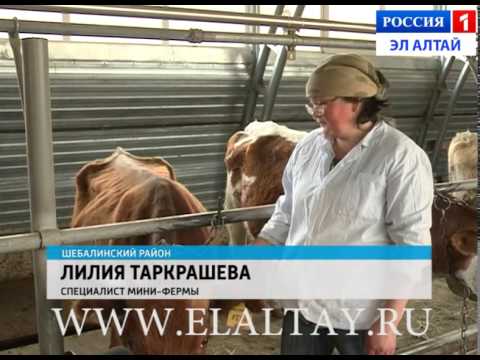 молочная ферма в рыбаки молочная ферма в рыбаки