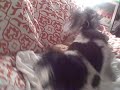 Dog Does Bear - Part 1 Dog Does Bear - Part 1
