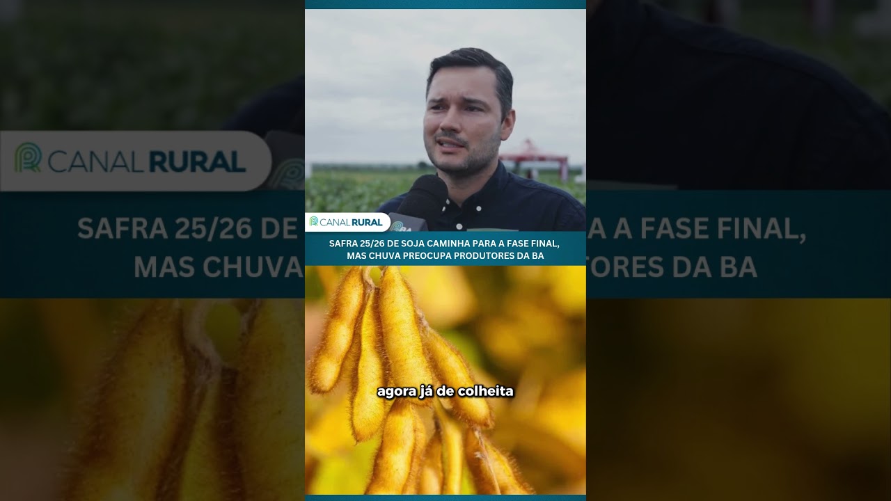 Safra 25/26 de soja caminha para a fase final, mas chuva preocupa produtores da BA
