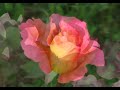 Flowers - Fiori Rose Orchidee Iris Flowers - Fiori Rose Orchidee Iris