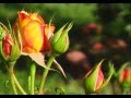 Flowers - Fiori Rose Orchidee Iris