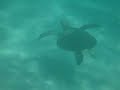 Tartaruga marinha nadando (A loggerhead sea turtle swimming)