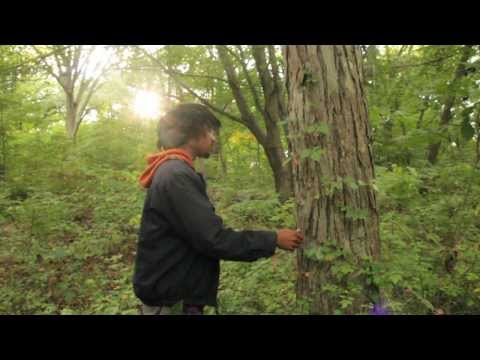 how to harvest hickory nuts