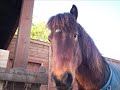 My Little Pony My Little Pony