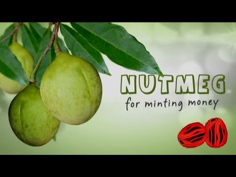 how to harvest nutmeg