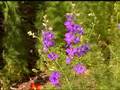 Virginia Farm Bureau - In The Garden - Garden Design