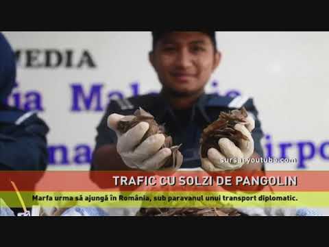 Transport ilegal de solzi de pangolin cu destinația România, capturat la Istanbul