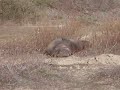 Click here to watch this video Ano Nuevo state park elephant seals 2012