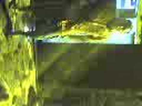 Timoleon's dance2