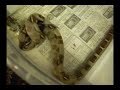 Some fun feeding..@ JungleExotics!