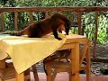 Coati and Squirrel Monkey Fight