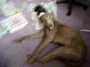 The Weimaraner the Tibetan Terrier The Weimaraner the Tibetan Terrier