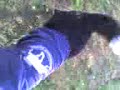Hund hat pulli an Hund hat pulli an