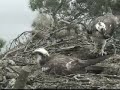 Loch of the Lowes Ospreys 11 May 2012 14.34hrs - Laddie with a stick - Copyright SWT