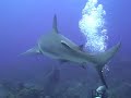 Shark Madness