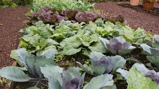 Meet the Brassica family- Broccoli, Cauliflower, Cabbage, Kale