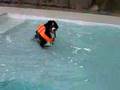Boyero de Berna video