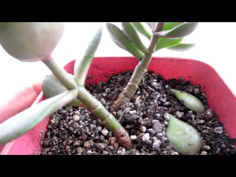 how to replant a jade plant