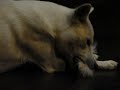 Kishu - Playing with a duster Kishu - Playing with a duster