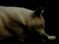 Kishu