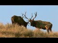 Idaho Bull Elk Idaho Bull Elk