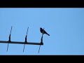 video Phoenicurus ochruros video Phoenicurus ochruros