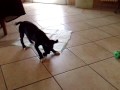 EBO pupazzo jeki.mp4