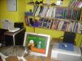 videos de Spot The Kitten