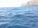 Delfines en Tasarte