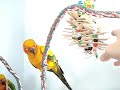Review of Novel Tweets & Cozy Parrot
