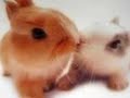 cute rabbits from Australia JB (HQ)