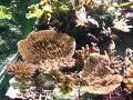 Coraux durs bac n�2 de Marine Life