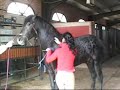 desbrave de potros,videos caballos,yeguada desbrave de potros,videos caballos,yeguada