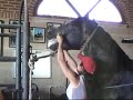desbrave de potros,videos caballos,yeguada
