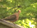 Backyard Bird Watching Backyard Bird Watching