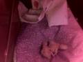 baby greys couple hours old