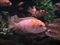 Malawi Cichlids & Scats Feb2007