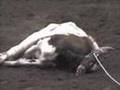 Steer Injured, Left to Die in 2004 PRCA Oregon Rodeo