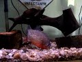 Click here to watch this video Piranha comendo kinguio (peixinho dourado)